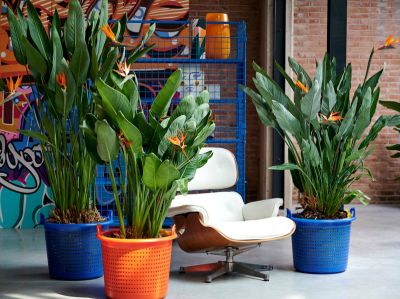 Strelitzia: Woonplant van de maand september 2020