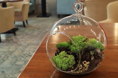 Trend: terraria, groen in glas