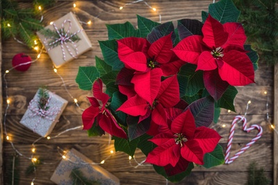 Tuincentrum vol cadeaus voor de feestdagen