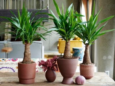 Yucca: Woonplant van de maand december 2020