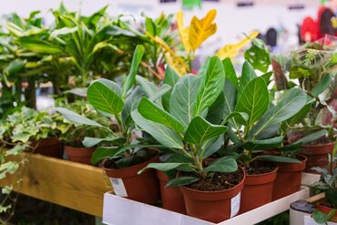 Kamerplanten