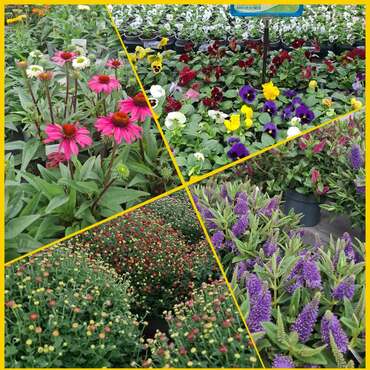 Tuinplanten