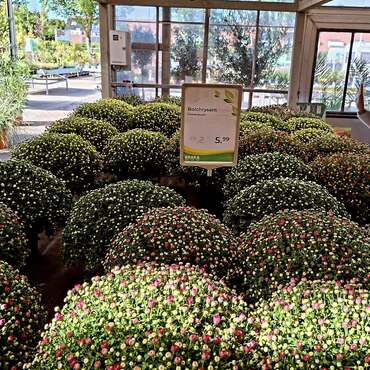 Tuinplanten
