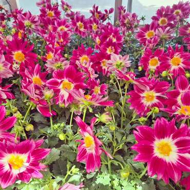Tuinplanten