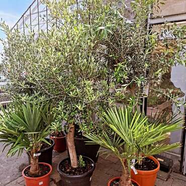 Tuinplanten