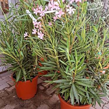 Tuinplanten