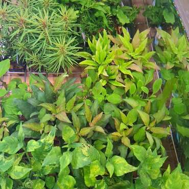 Tuinplanten