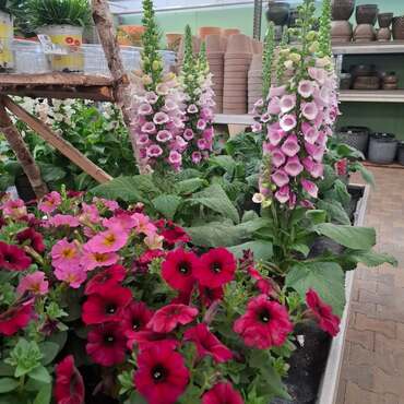 Tuinplanten