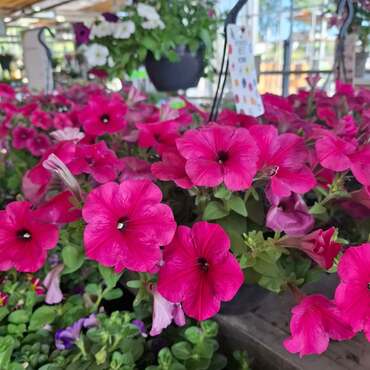 Tuinplanten
