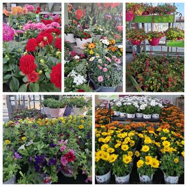 Tuinplanten