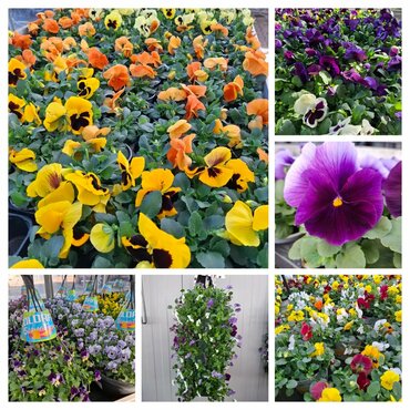 Tuinplanten