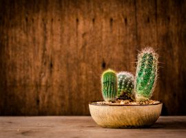 Cactussen en vetplanten