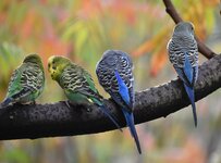 Vogels