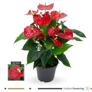 Anthurium rood 17cm