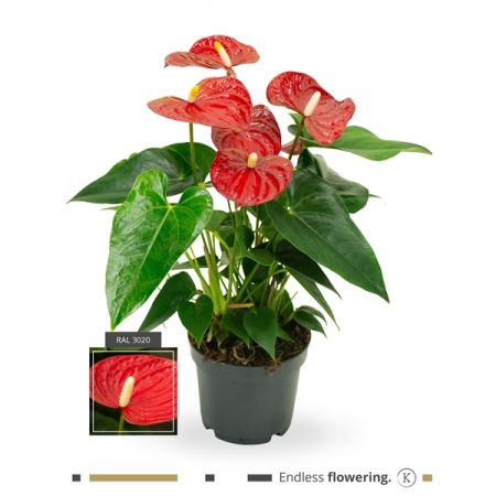 Anthurium rood 12cm