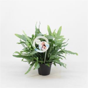 Blauwvaren (Phlebodium aureum 'Blue Star') 14cm