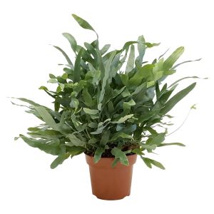 Blauwvaren (Phlebodium aureum 'Blue Star') 17cm