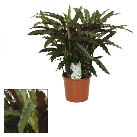 Calathea Elgergrass 17cm