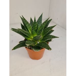 Gasteria 8,5cm