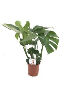 Gatenplant (Monstera Deliciosa) 17cm