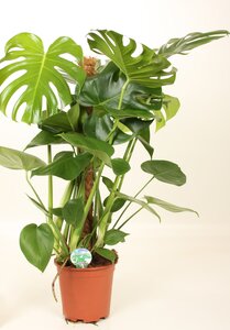 Gatenplant (Monstera Deliciosa) op mosstok 19cm