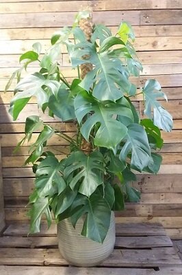Gatenplant (Monstera Deliciosa) op mosstok 27cm