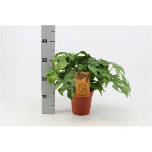 Gatenplant (Monstera Minima) 15cm