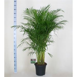 Goudpalm (Dypsis Lutescens) 34cm