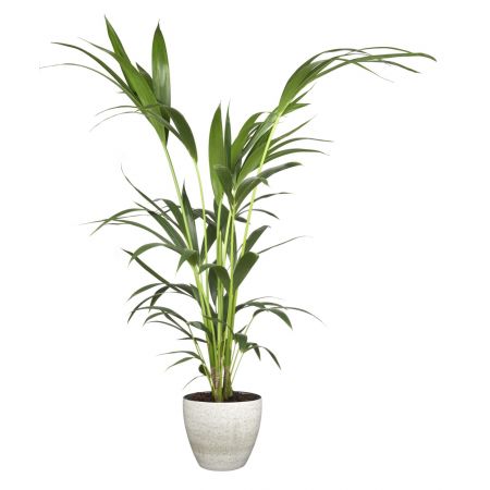 Kentia palm (Howea Forsteriana) 19cm