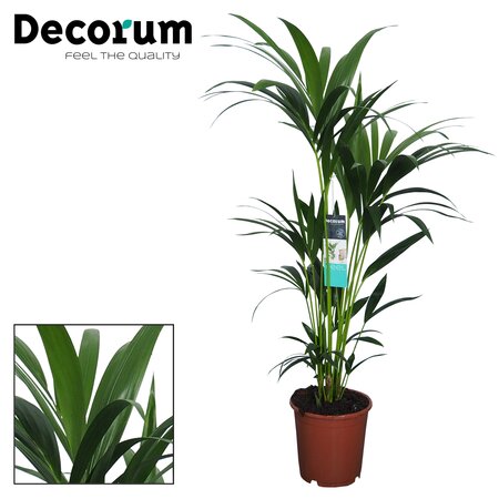 Kentia palm (Howea Forsteriana) 21cm