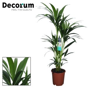 Kentia palm (Howea Forsteriana) 24cm