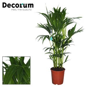 Kentia palm (Howea Forsteriana) 27cm