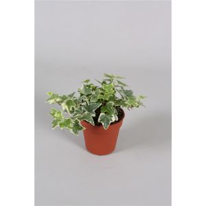 Klimop (Hedera Helix White Wonder) 9cm