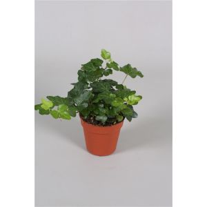 Klimop (Hedera Helix Wonder) 13 cm - afbeelding 2