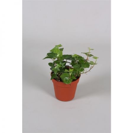 Klimop (Hedera Helix Wonder) 13 cm - afbeelding 1