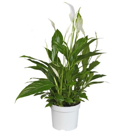 Lepelplant (Spathiphyllum Bellini)