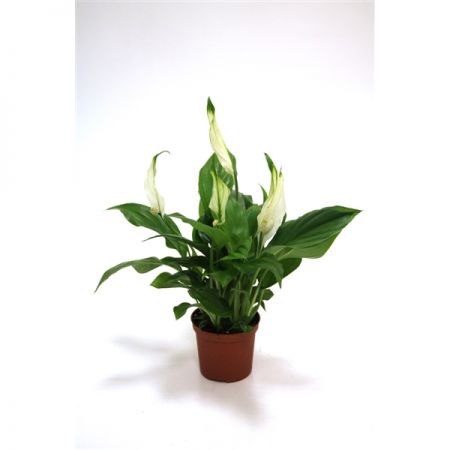 Lepelplant (Spathiphyllum Pearl Cupido) 7cm