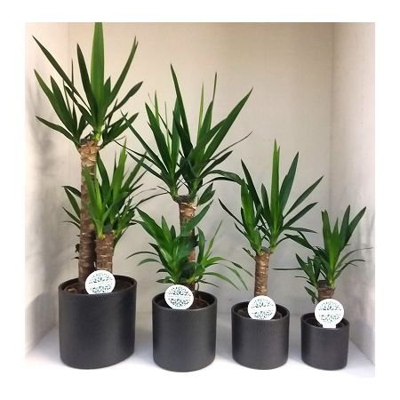 Palmlelie (Yucca) 17cm - afbeelding 1