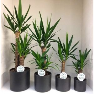 Palmlelie (Yucca) 17cm - afbeelding 1