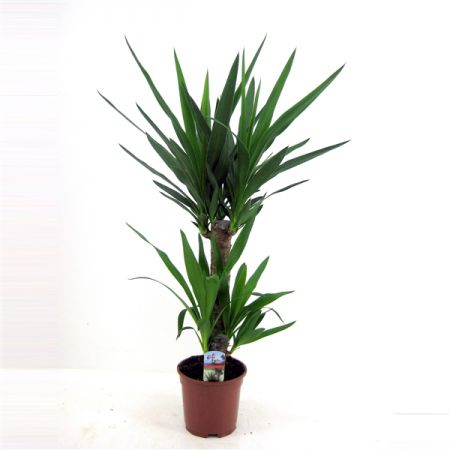 Palmlelie (Yucca) 17cm - afbeelding 2