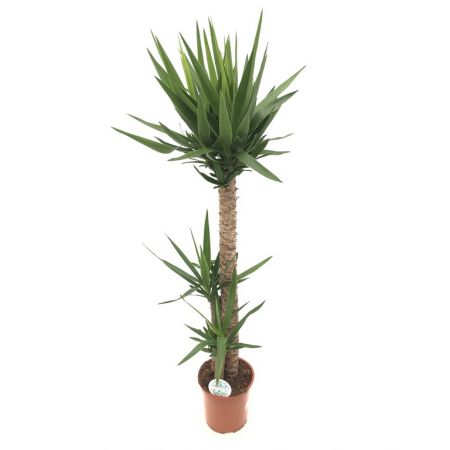 Palmlelie (Yucca) 21cm - afbeelding 2