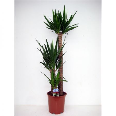 Palmlelie (Yucca) 24cm