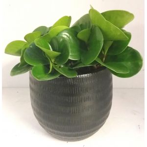 Peperomia obtustifolia 15cm