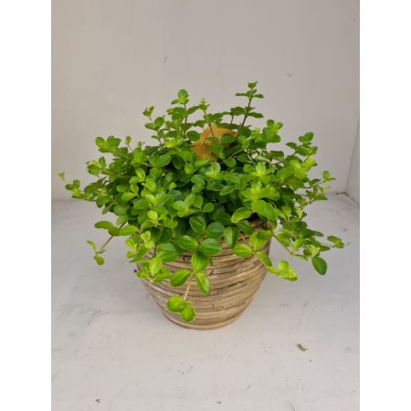 Peperomia rotundifolia 15cm