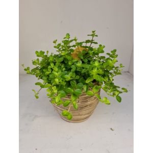 Peperomia rotundifolia 15cm