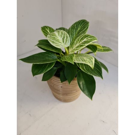 Philodendron White Measure 11cm