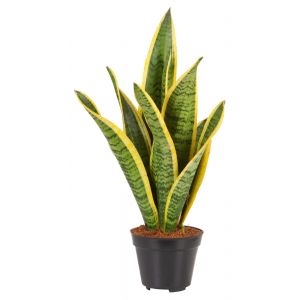 Vrouwentong (Sansevieria Laurentii) 17cm