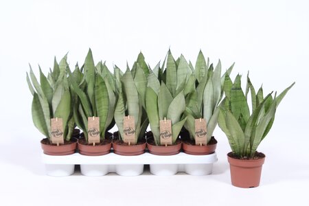 Vrouwentong (Sansevieria trifa. Moonshine) 14cm